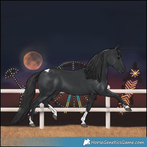 Horse Color:Black Tobiano 