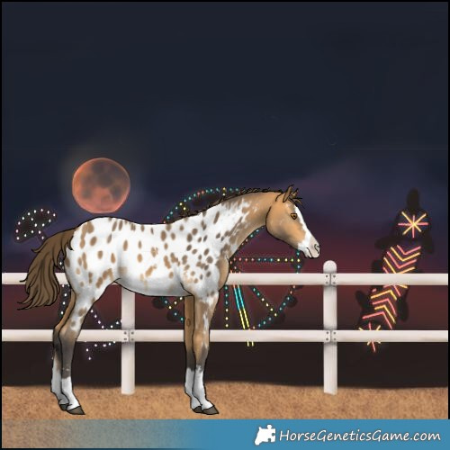 Horse Color:Buckskin Sabino Splash Near Leopard