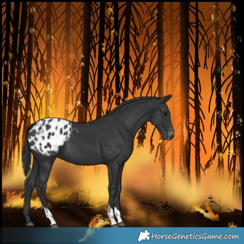 Horse Color:Black Tobiano Blanket