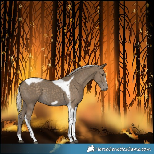 Horse Color:Silver Smoky Black Tobiano Frame