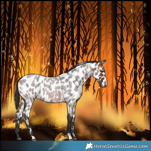 Horse Color:Brown Roan Leopard