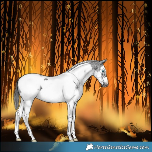 Horse Color:White Spotted Black Splash Tobiano Frame Varnish 