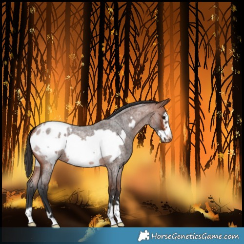 Horse Color:Bay Roan Frame Blanket 