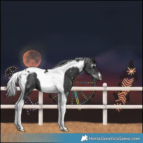 Horse Color:Gray Black Tobiano 