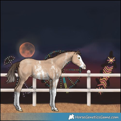 Horse Color:Amber Champagne Sabino Splash 