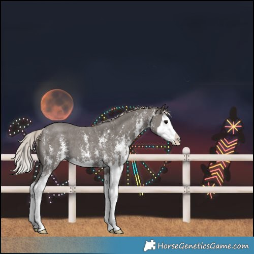 Horse Color:Silver Black Sabino Splash 