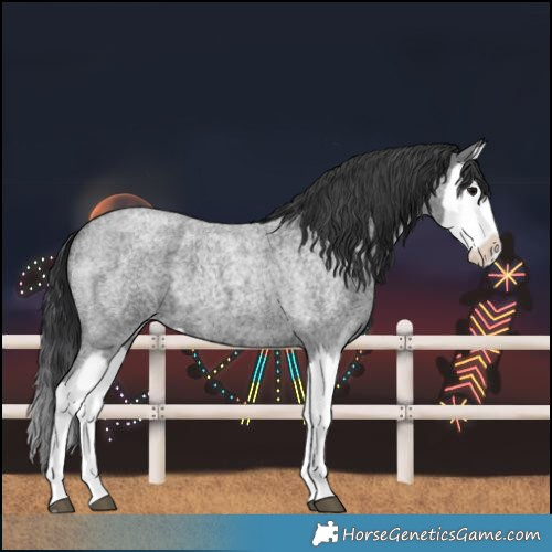 Horse Color:Blue Roan Splash