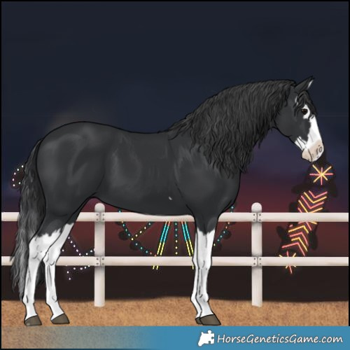 Horse Color:Black Splash