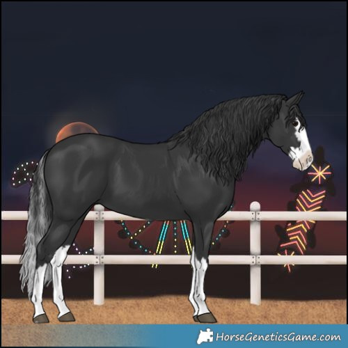 Horse Color:Black Splash