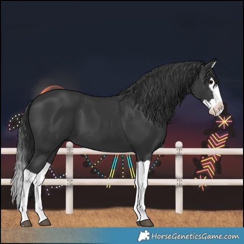 Horse Color:Black Splash