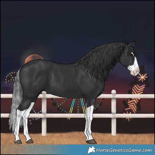 Horse Color:Black Splash 