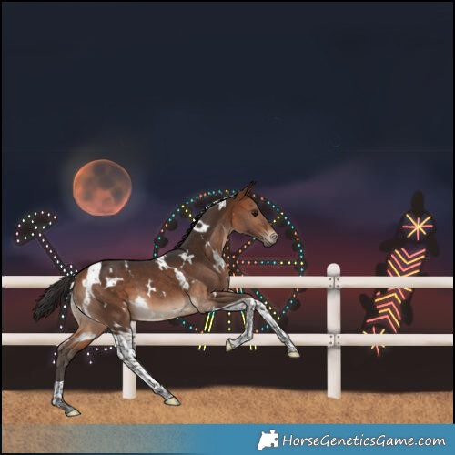 Horse Color:White Spotted Bay Tobiano 