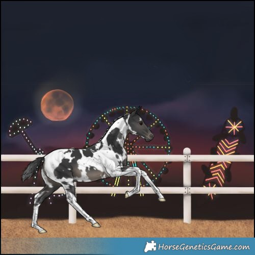 Horse Color:White Spotted Black Tobiano 