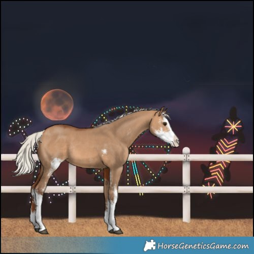 Horse Color:Silver Bay Dun Sabino Splash Rabicano 