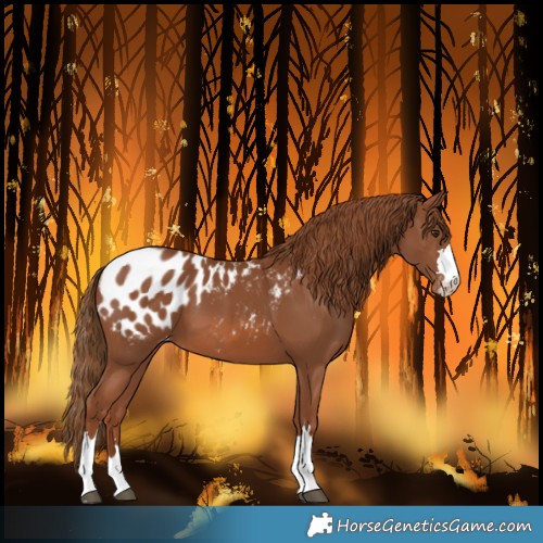 Horse Color:Chestnut Blanket