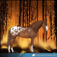 Horse Color:Chestnut Blanket