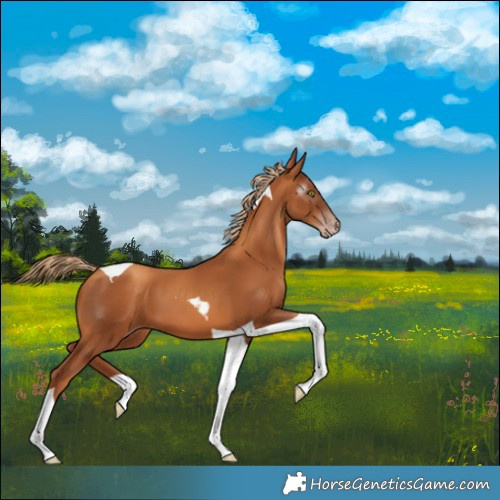 Horse Color:Gray Gold Champagne Tobiano