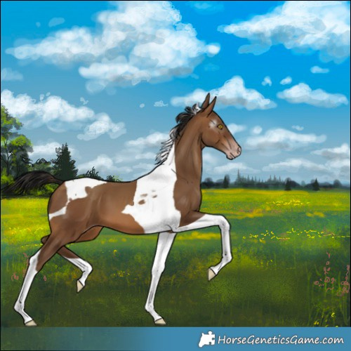 Horse Color:Gray Amber Champagne Tobiano