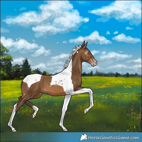 Horse Color:Gray Amber Champagne Tobiano