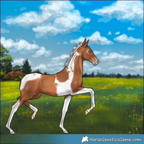 Horse Color:Gray Gold Champagne Tobiano 