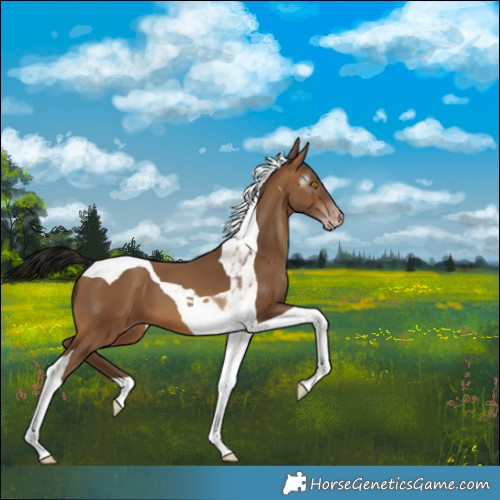 Horse Color:Gray Amber Champagne Tobiano