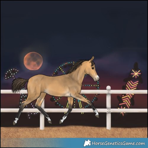 Horse Color:Buckskin 