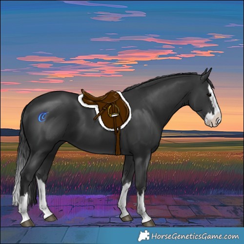 Horse Color:Black Splash