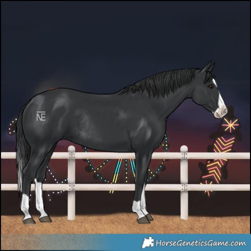 Horse Color:Black Splash Rabicano 
