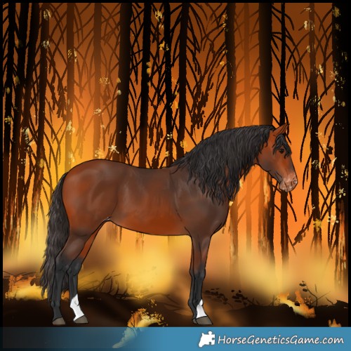 Horse Color:Bay Varnish