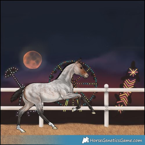 Horse Color:Bay Roan 