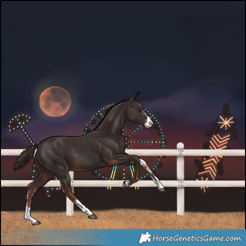 Horse Color:Liver Chestnut Sabino 