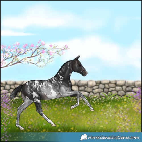 Horse Color:Powder White White Spotted Brown 