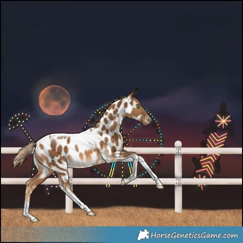 Horse Color:Chocolate Palomino Tobiano Near Leopard 