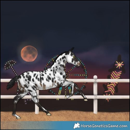 Horse Color:Gray White Spotted Brown Near Leopard