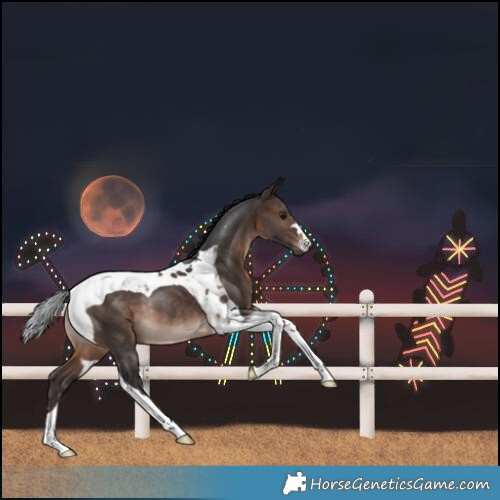 Horse Color:Bay Mushroom Tobiano Rabicano
