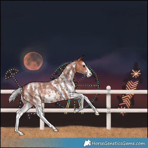 Horse Color:Silver Bay Sabino 
