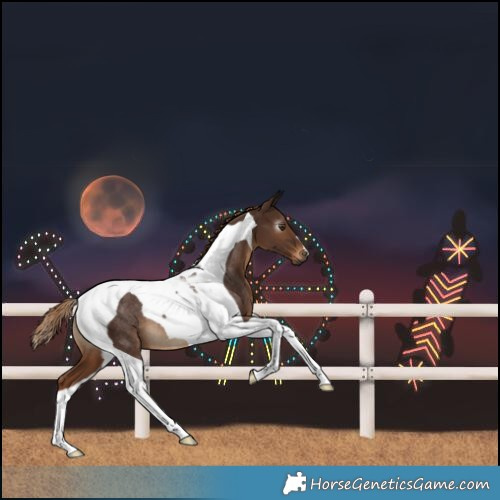 Horse Color:Gray Chestnut Tobiano Rabicano