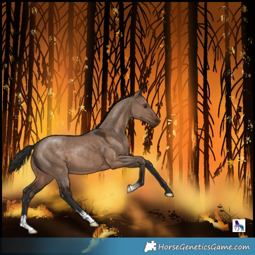 Horse Color:Liver Red Dun 