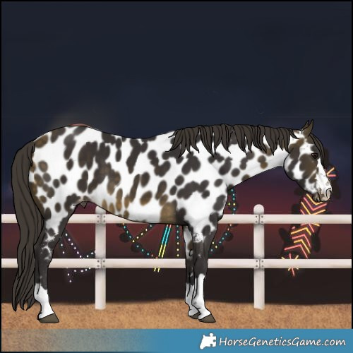 Horse Color:Buckskin Near Leopard