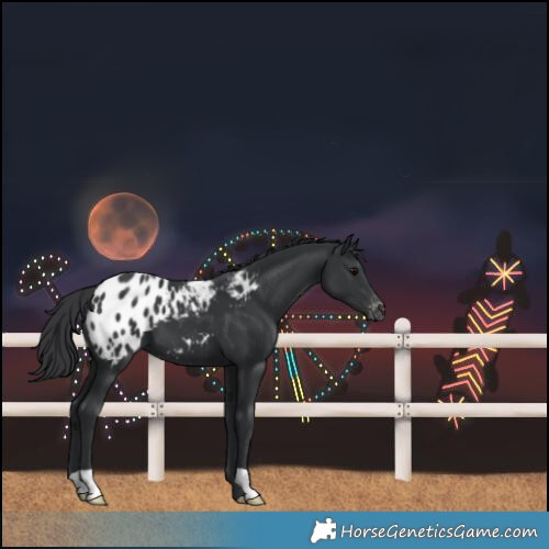Horse Color:Black Blanket