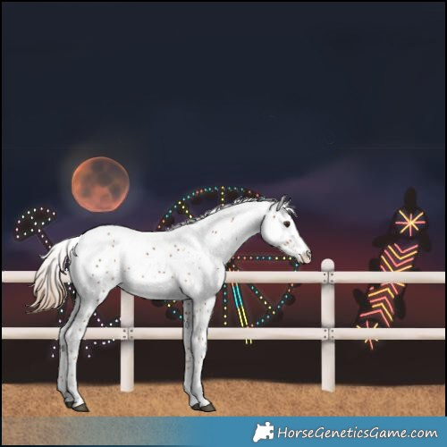 Horse Color:White Spotted Chestnut