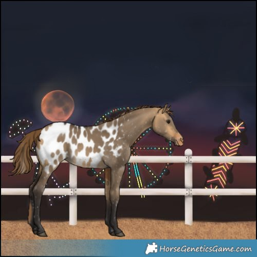 Horse Color:Buckskin Dun Blanket Rabicano 