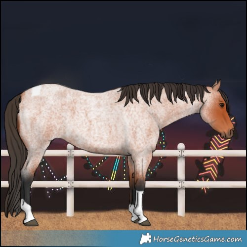 Horse Color:Bay Roan Tobiano