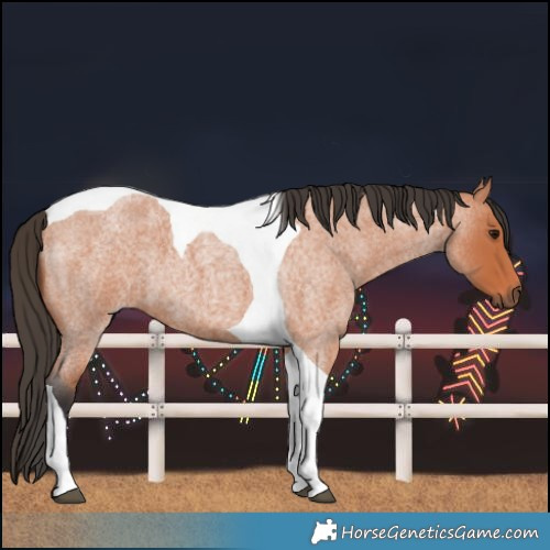 Horse Color:Bay Roan Tobiano 