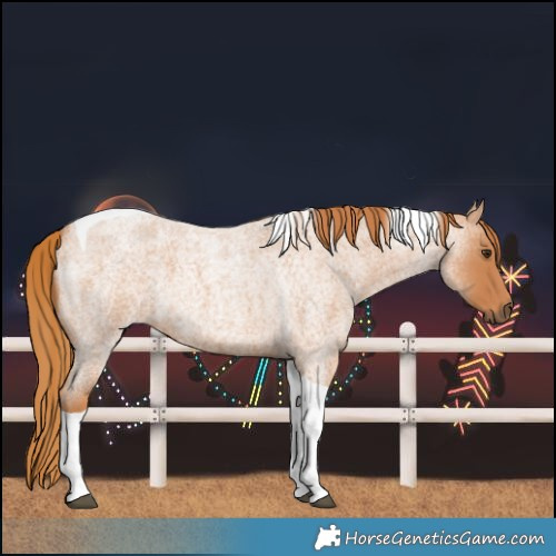 Horse Color:Red Roan Tobiano