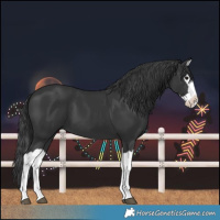 Horse Color:Black Splash 