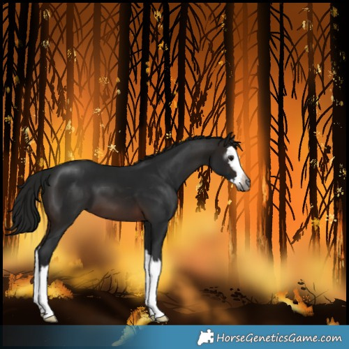 Horse Color:Gray Brown Splash Varnish 