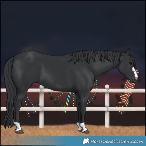Horse Color:Black 