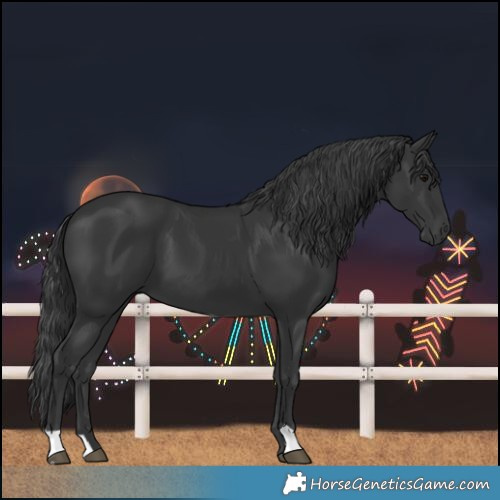 Horse Color:Black 