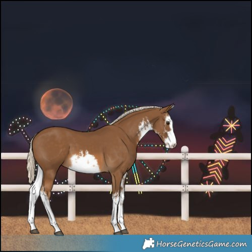 Horse Color:White Spotted Chocolate Palomino